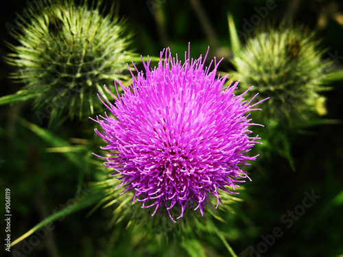 Fotografie Jedi Thistle