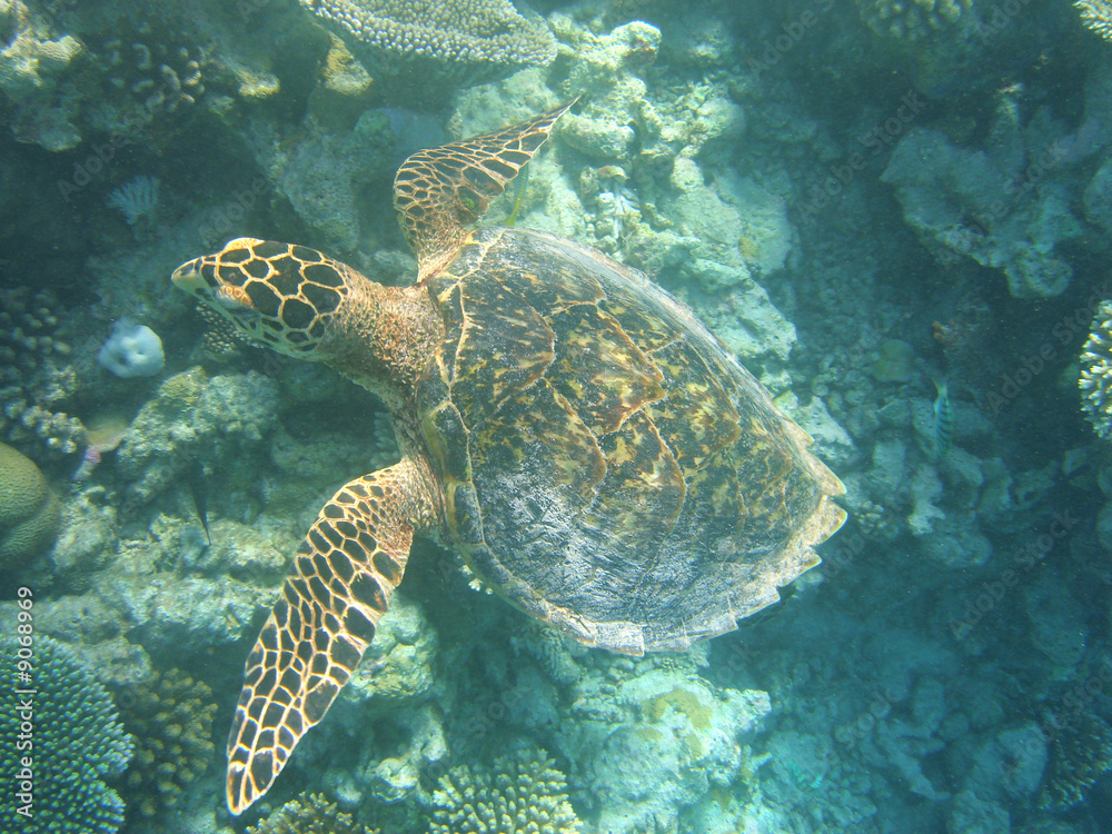 Schildkröte Schildkröte