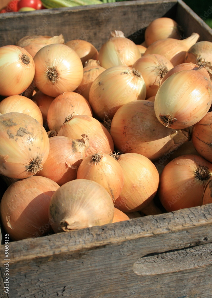 White Onions, just harvested