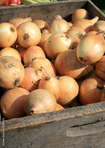 Obraz na płótnie White Onions, just harvested w salonie
