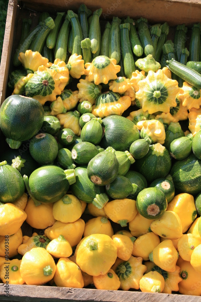 Varieties of Fresh Squash