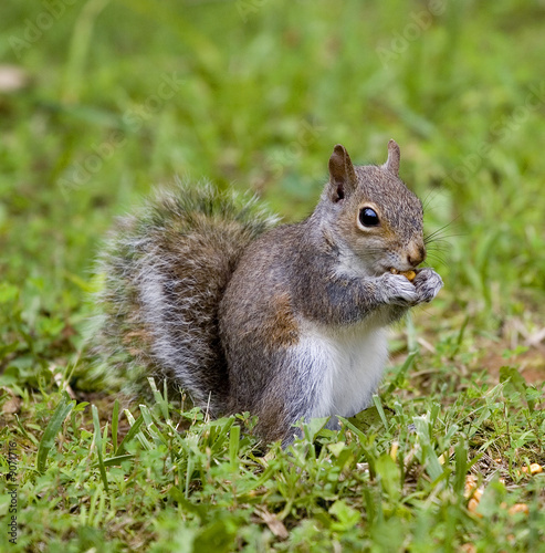 tree squirrel eating corn in summer grass