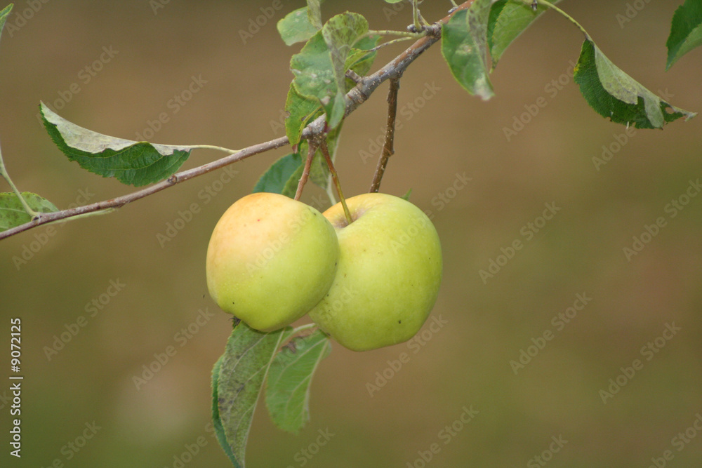 albero di mele