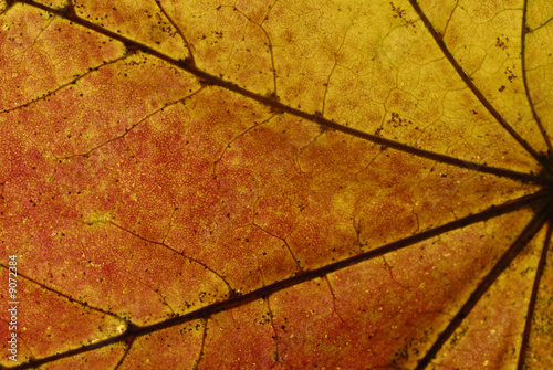 feuille d'automne sur fond noir