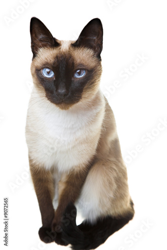Wallpaper Mural Siamese cat isolated on the white background