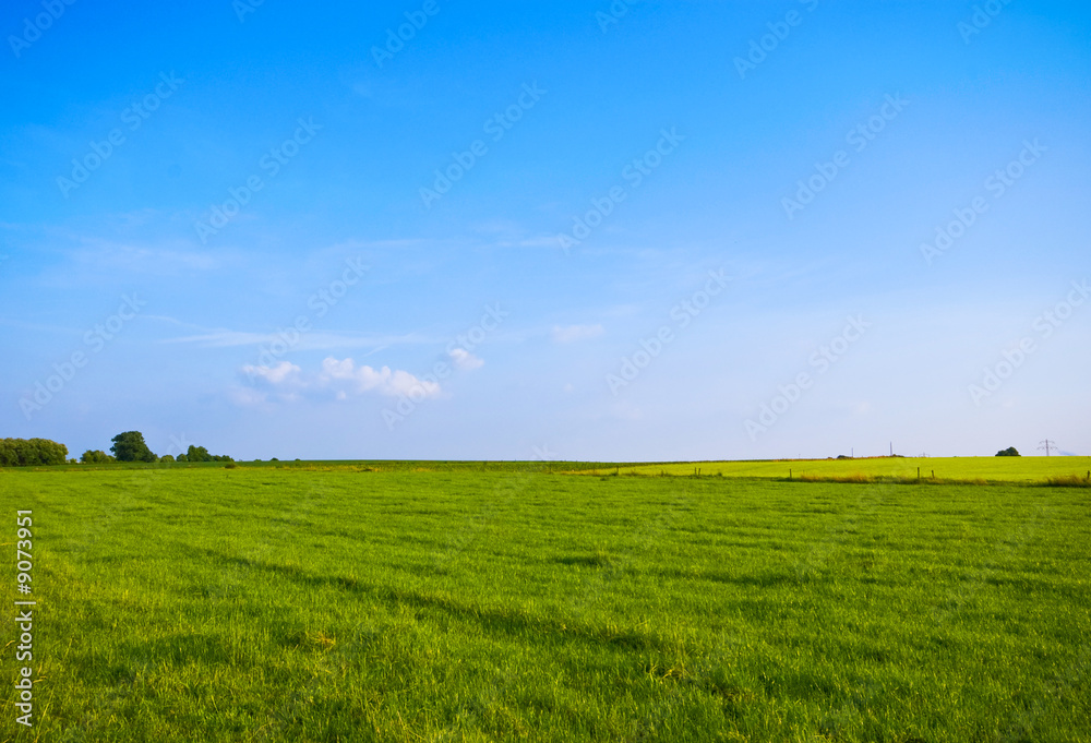lovely green pasture with blue sky