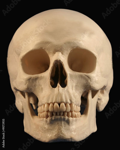 A Forward Facing Human Skull On Black