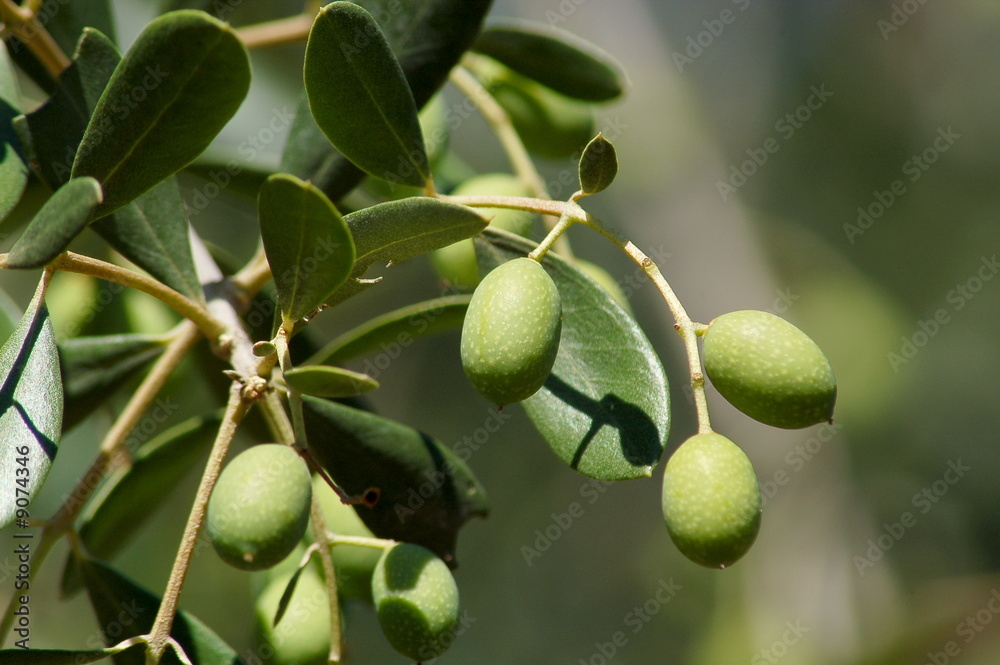olives