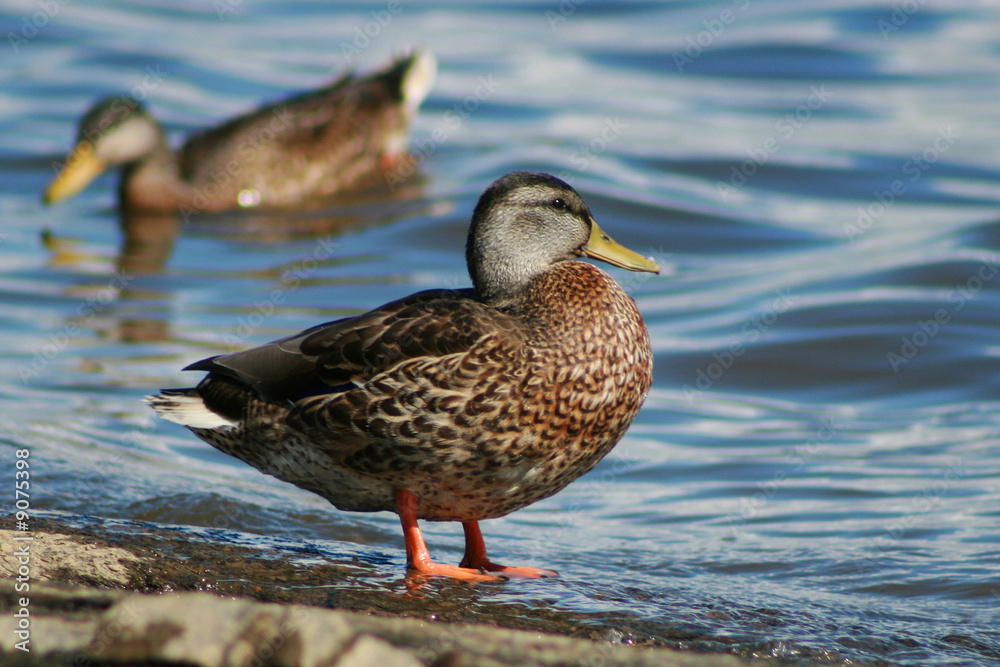 canard sur la plage canard sur la plage