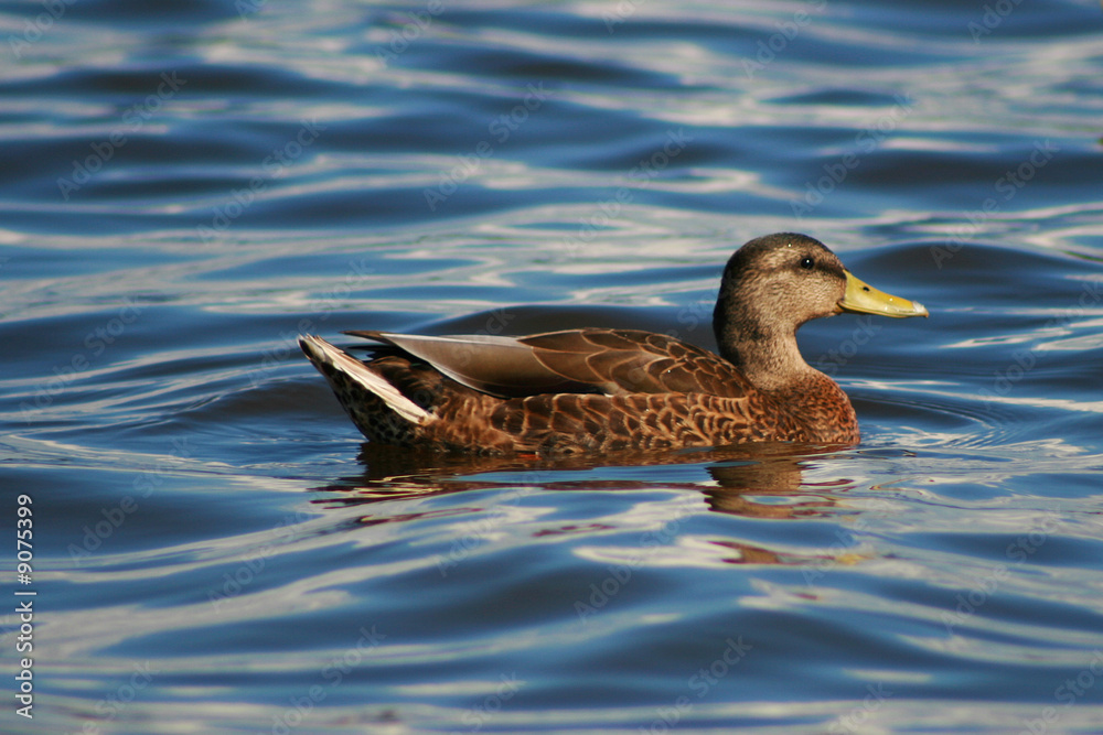 canard solitaire canard solitaire
