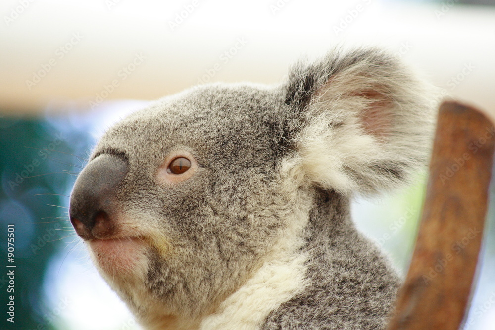 Fototapeta premium Koala