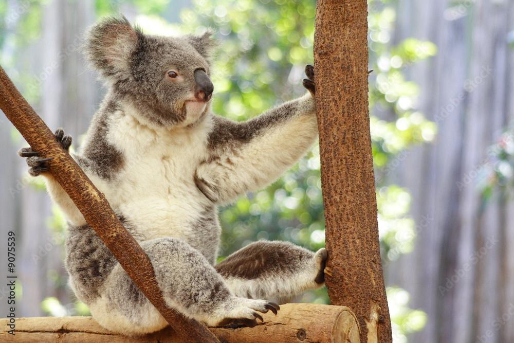 Naklejka premium Koala