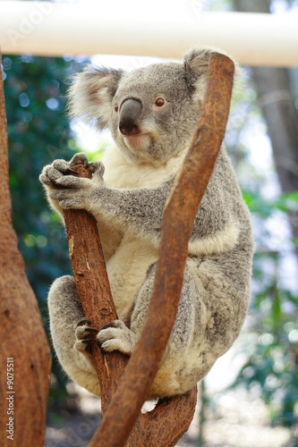 Canvas Print Koala