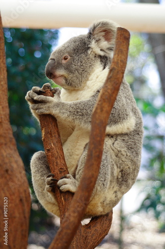 Koala © ocwo