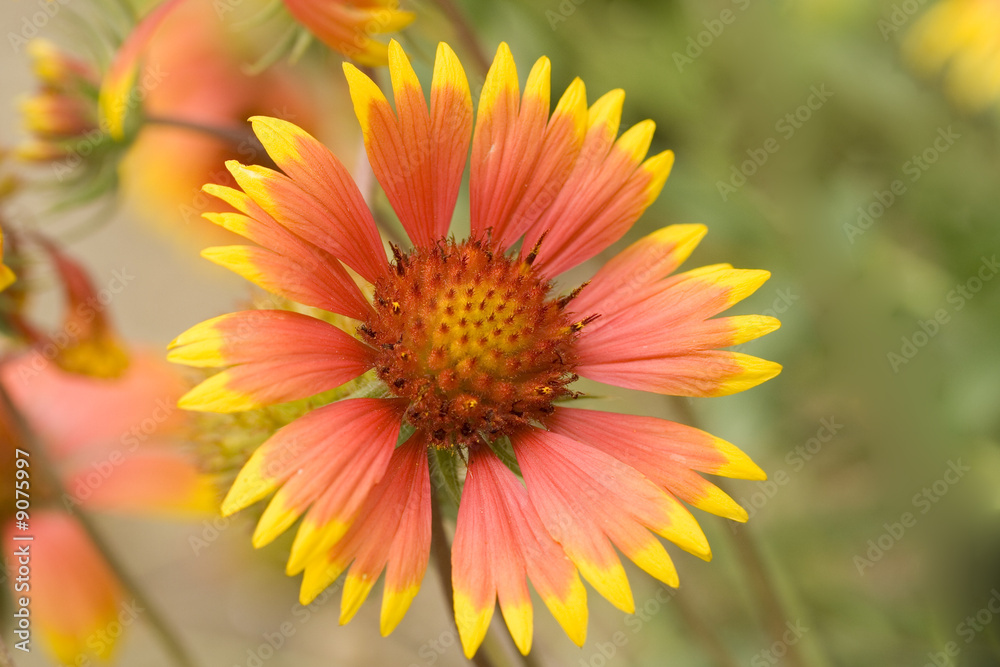 Perennial Blanket Flowers (Gaillardia) blooming in summer Perennial Blanket Flowers (Gaillardia) blooming in summer