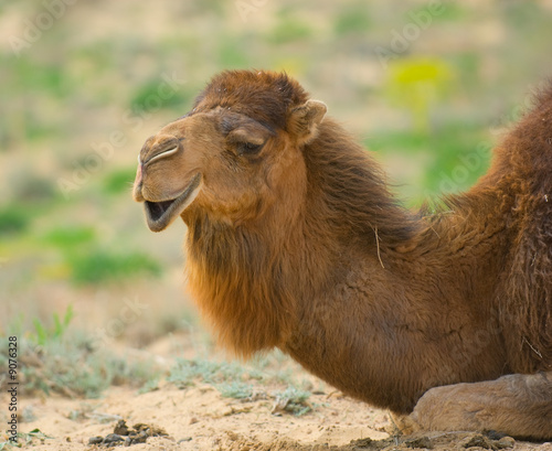 Close-up image of camel