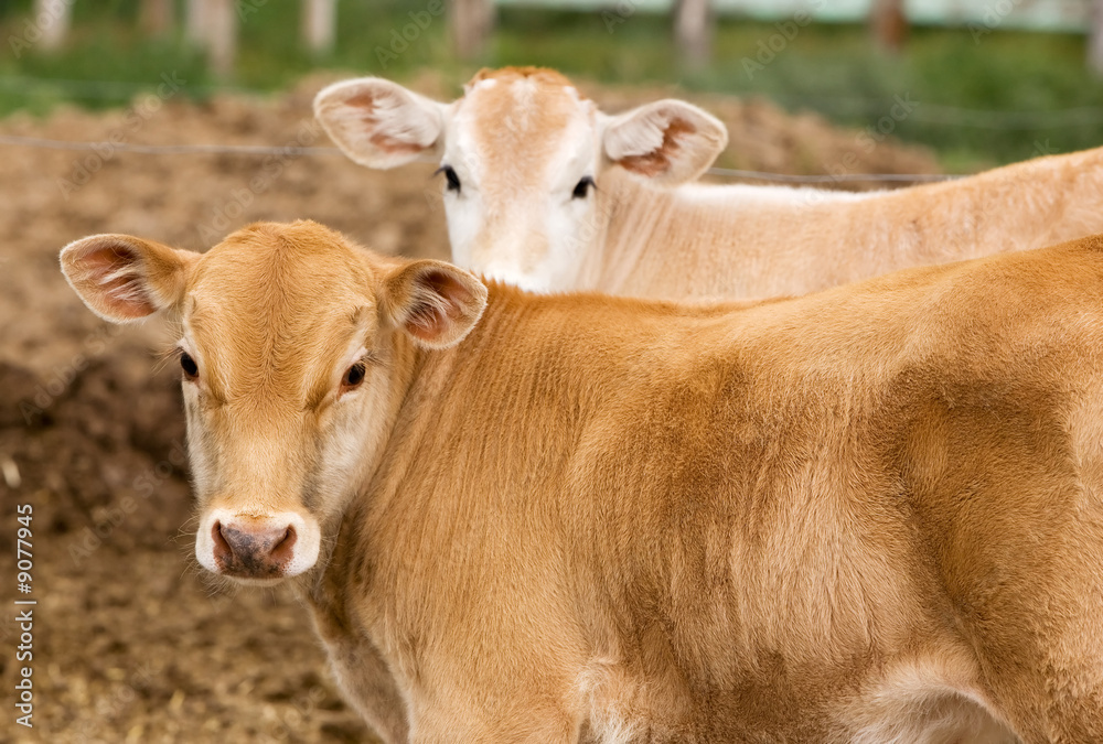 A small brown Chianina calf looking at the camera A small brown Chianina calf looking at the camera