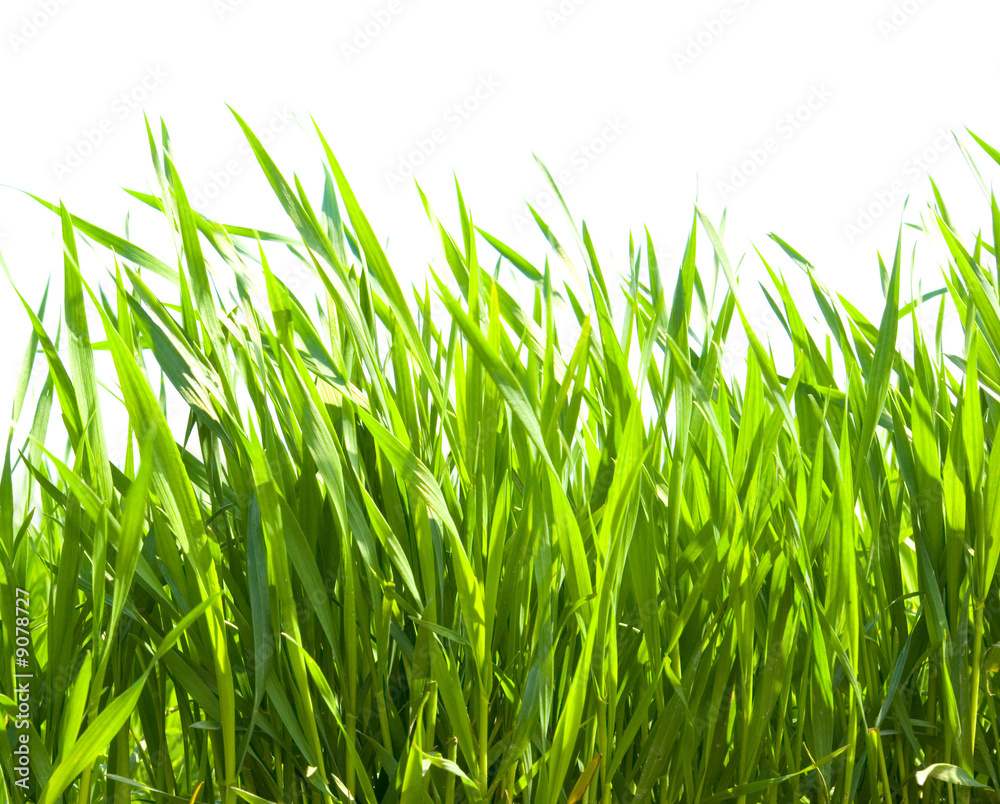 Fototapeta premium grass