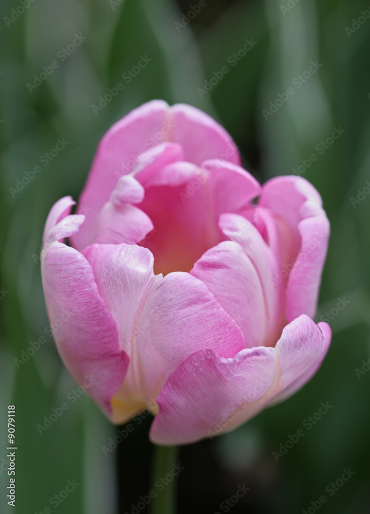 Pink tulip on a green background with copy space Pink tulip on a green background with copy space