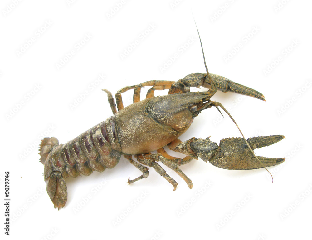 Crayfish astacus Crayfish astacus
