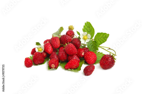 Wild strawberries plant with green leaves