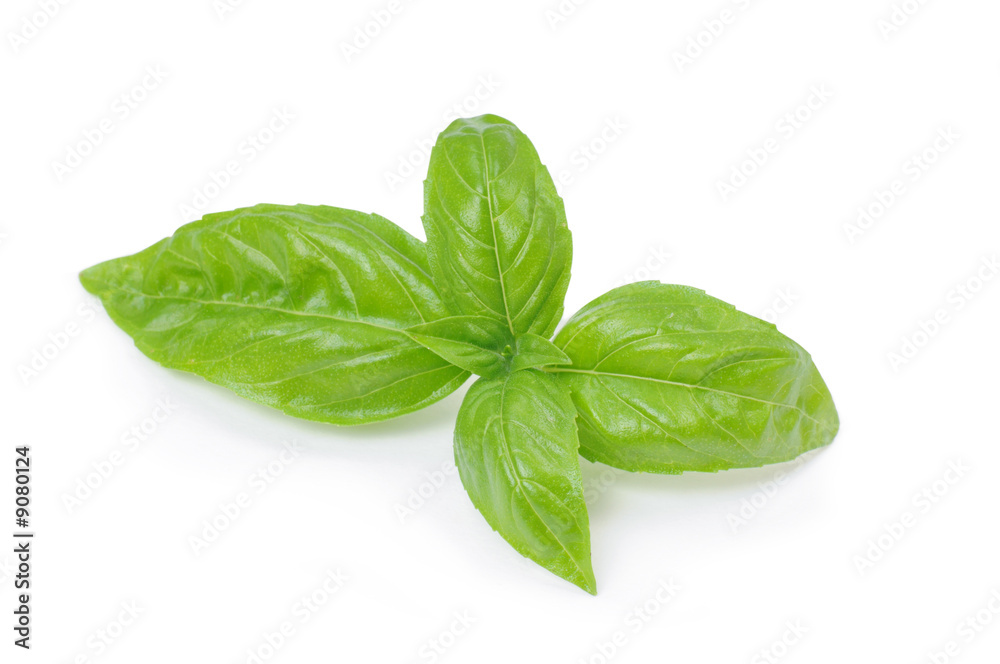 basilico basilico