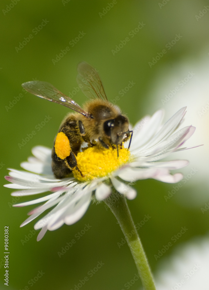 Bee on Flower 4 Bee on Flower 4