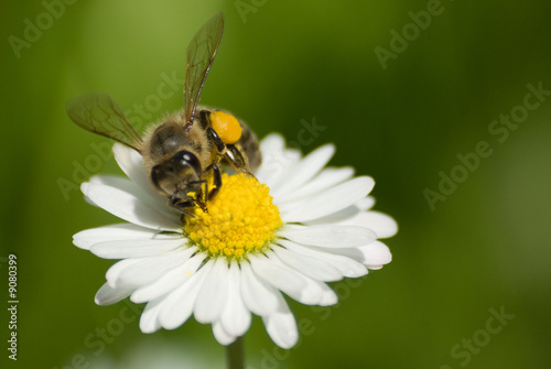 Bee on Flower 2