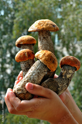 Young aspen mushrooms in hands of the child