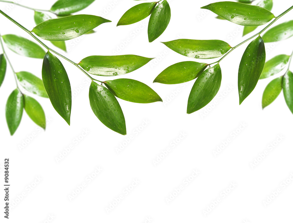 blank with green leaf
