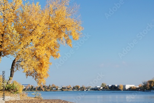 Autumn (fall) background with water surface and yellow tree