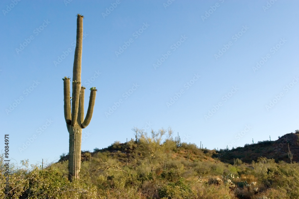 Saguaro cactus in Sonoma Desert Arizona