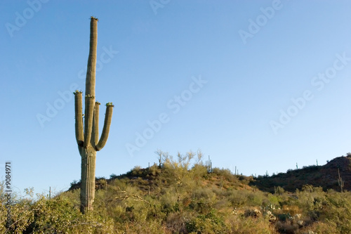 Saguaro cactus in Sonoma Desert Arizona © MaxFX