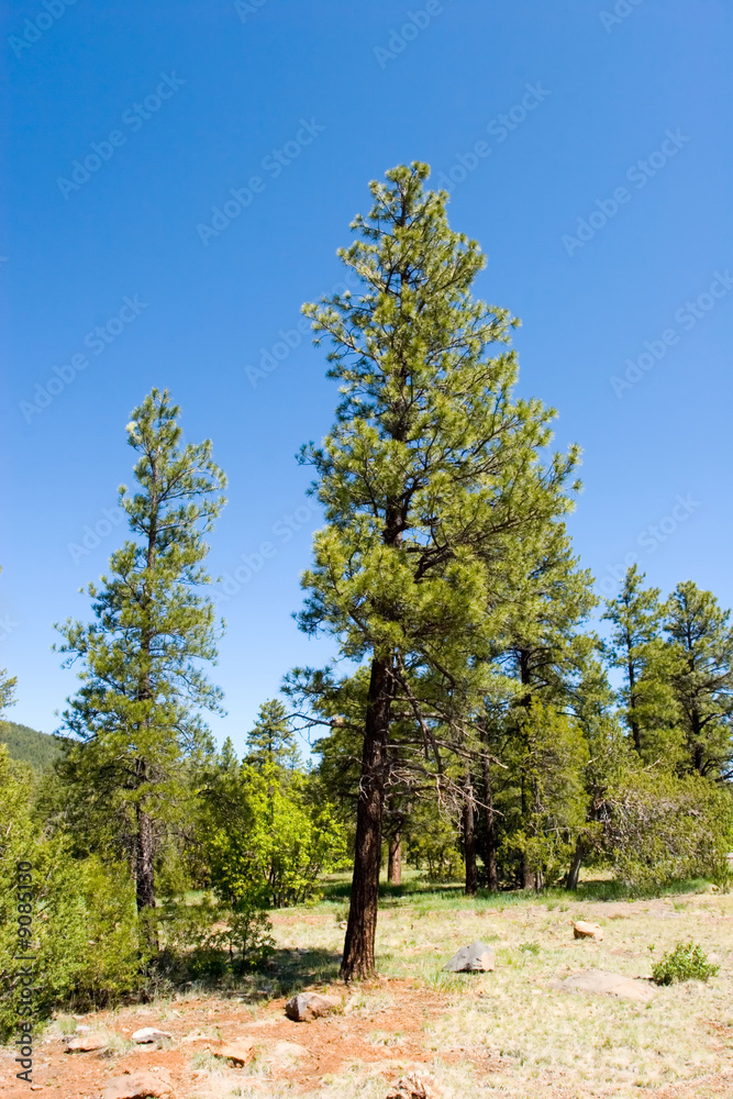 Obraz premium Scenic pine trees in the forest