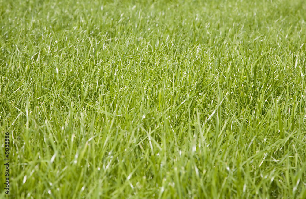 Meadow covered with a lush green grass Meadow covered with a lush green grass