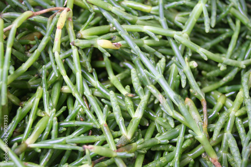 salicorne1