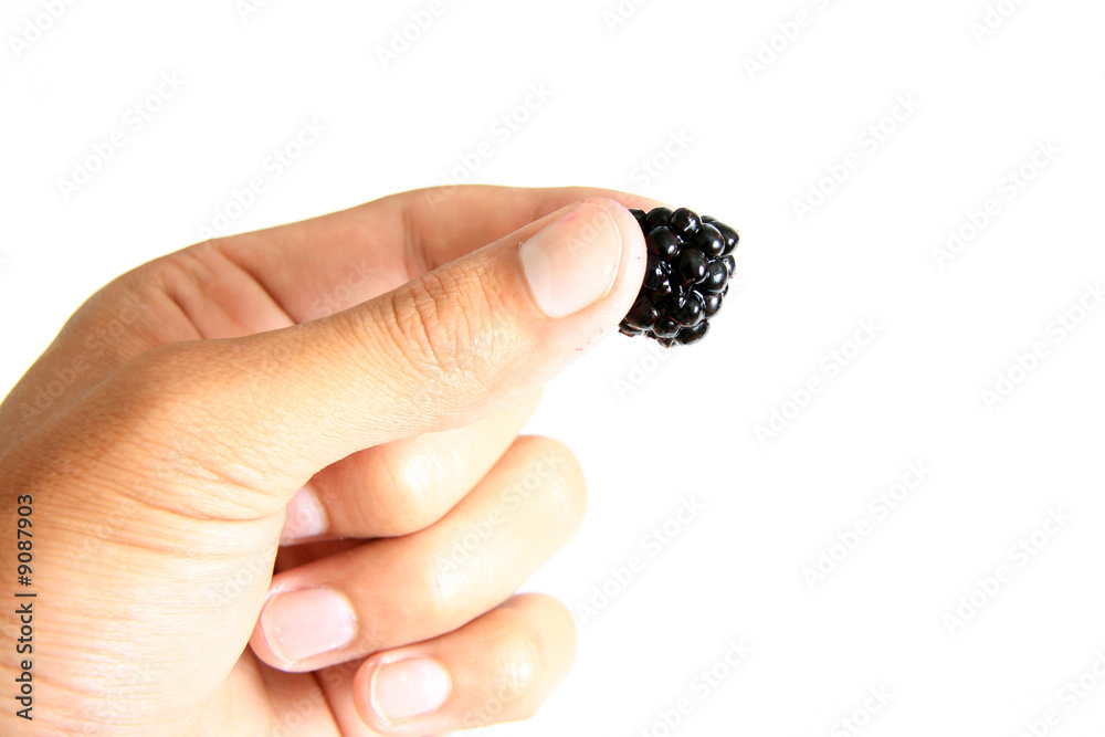 Hand Holding a Fresh Blackberry Hand Holding a Fresh Blackberry