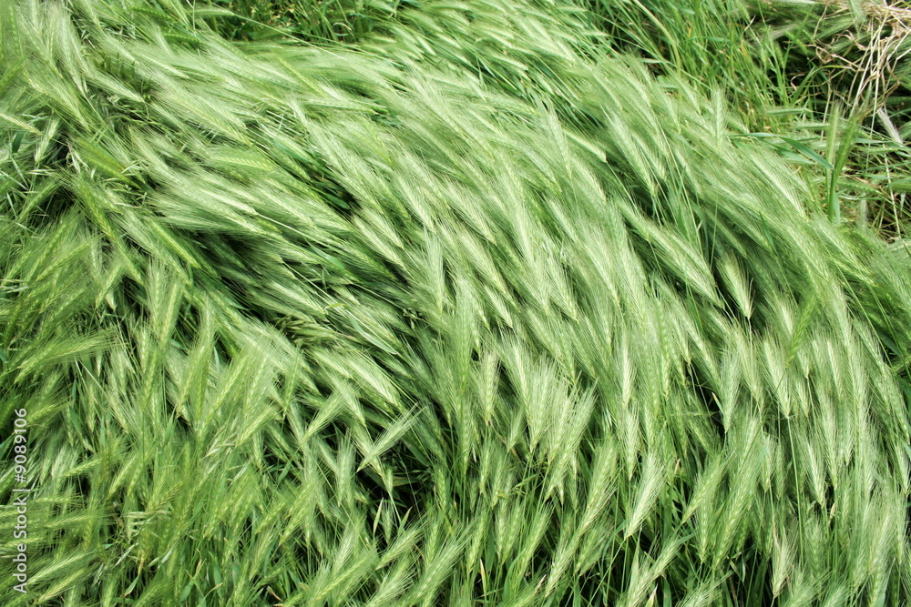 Series of the texture (wind on green grass 2) Series of the texture (wind on green grass 2)