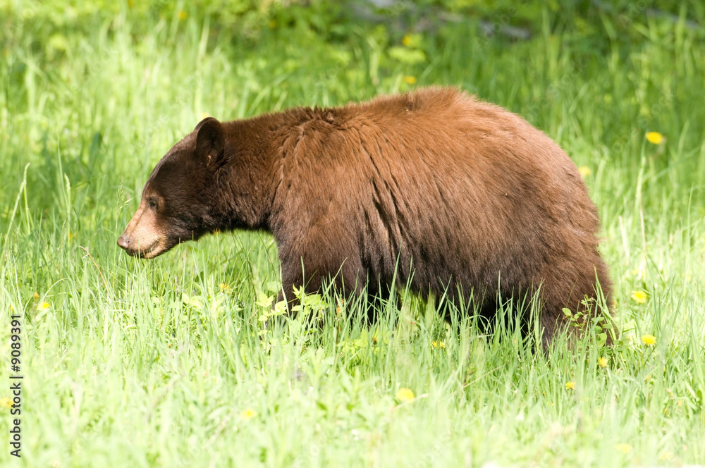 A black bear walks through the woods A black bear walks through the woods
