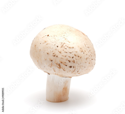 One mushroom a champignon on a white background
