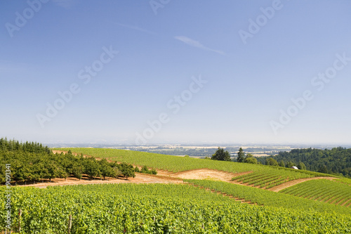 This is Rolling Hills from Dundee Hill Oregon wine country