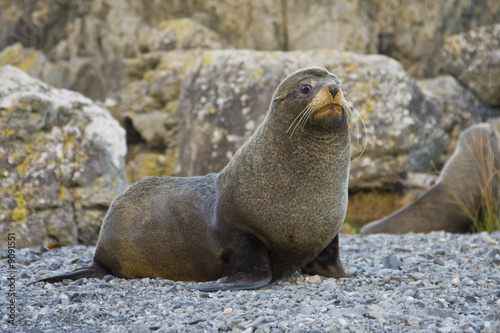 Seal with a concerned look on its face