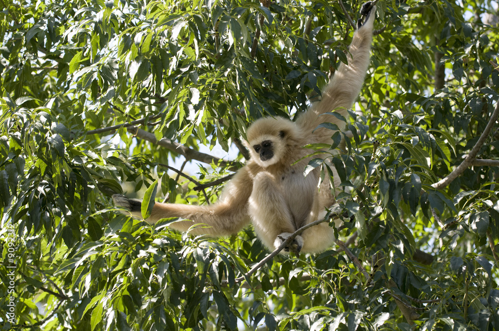 Fototapeta premium Weißhandgibbon auf einem Baum