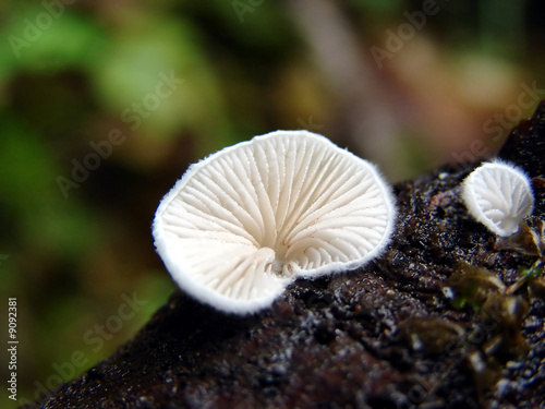 White shell mushroom