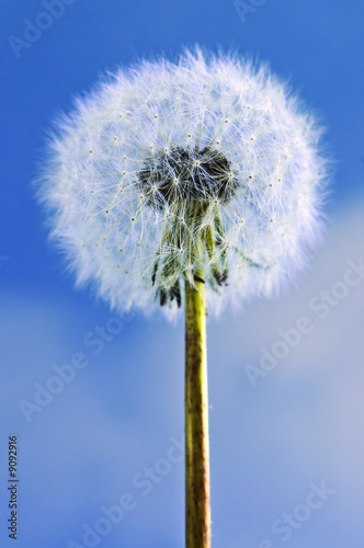 Dandelion close up on blue ...