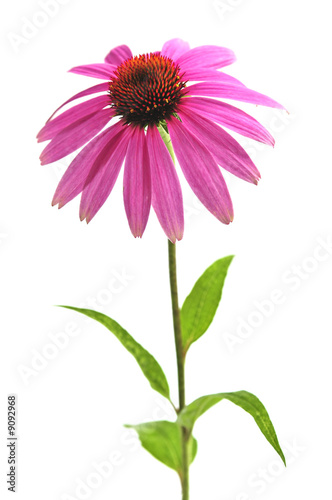 Photography Blooming medicinal herb echinacea purpurea or coneflower