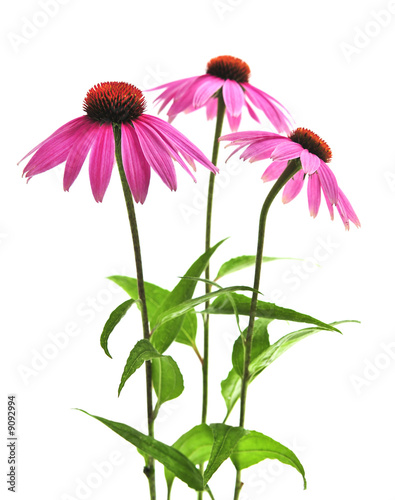 Blooming medicinal herb echinacea purpurea or coneflower photo