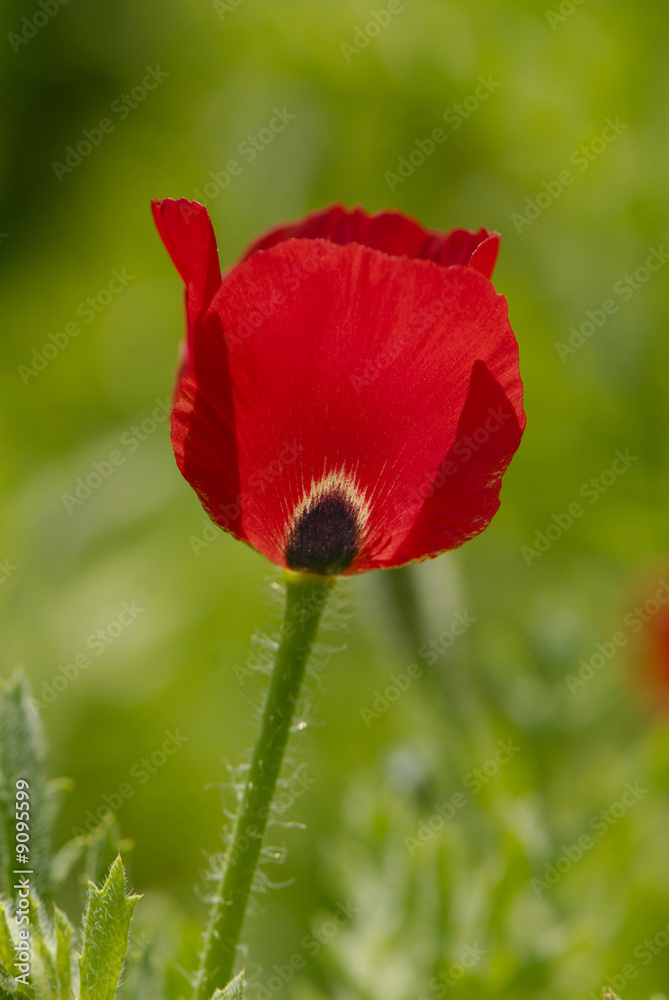 One flower of  wild red poppy on  green background