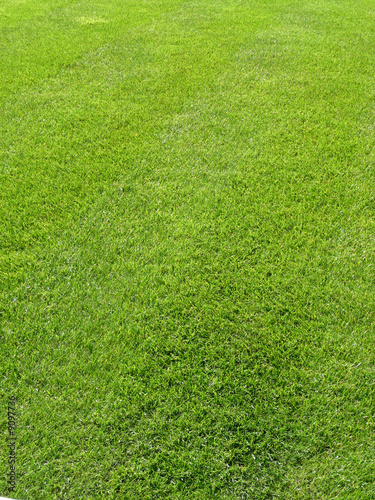 Wallpaper Mural Green Grass Background 3 Torontodigital.ca