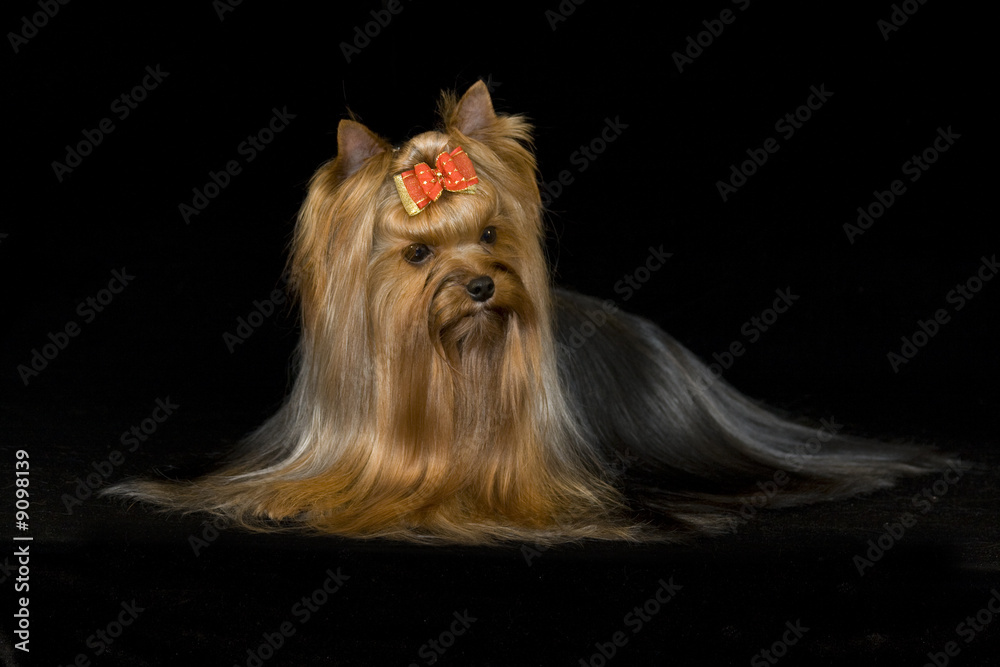 Naklejka premium Yorkshire terrier